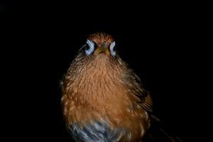 ガビチョウ