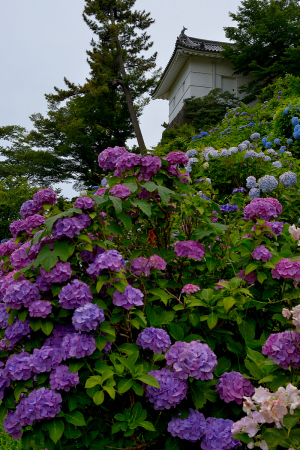紫陽花